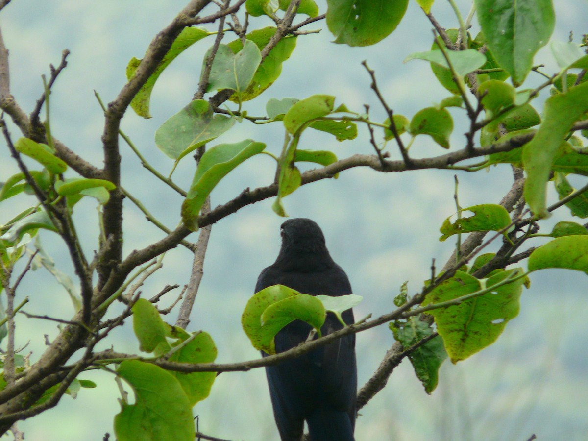 Malabar Whistling-Thrush - Shubham Moharekar