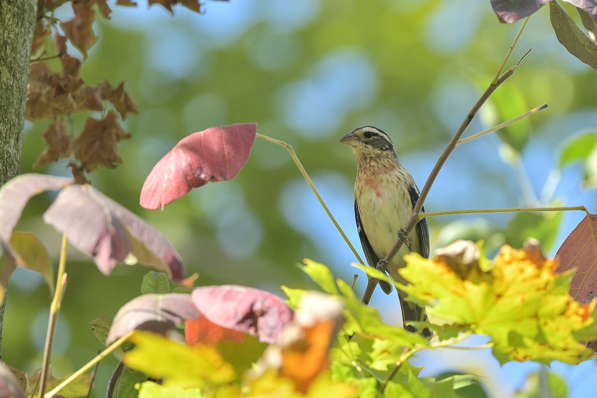 Rose-breasted Grosbeak - ML623954571