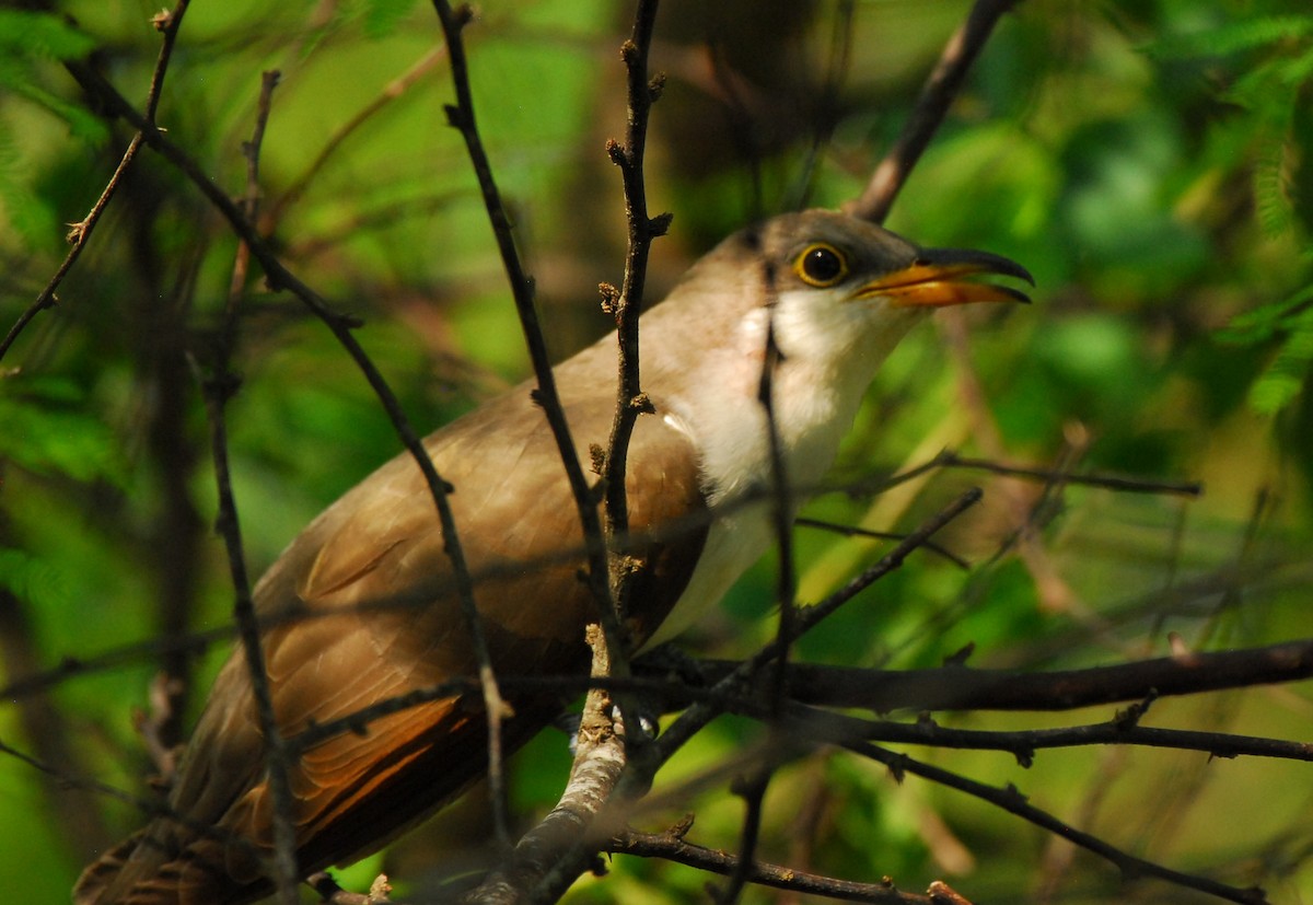 Yellow-billed Cuckoo - ML623954573