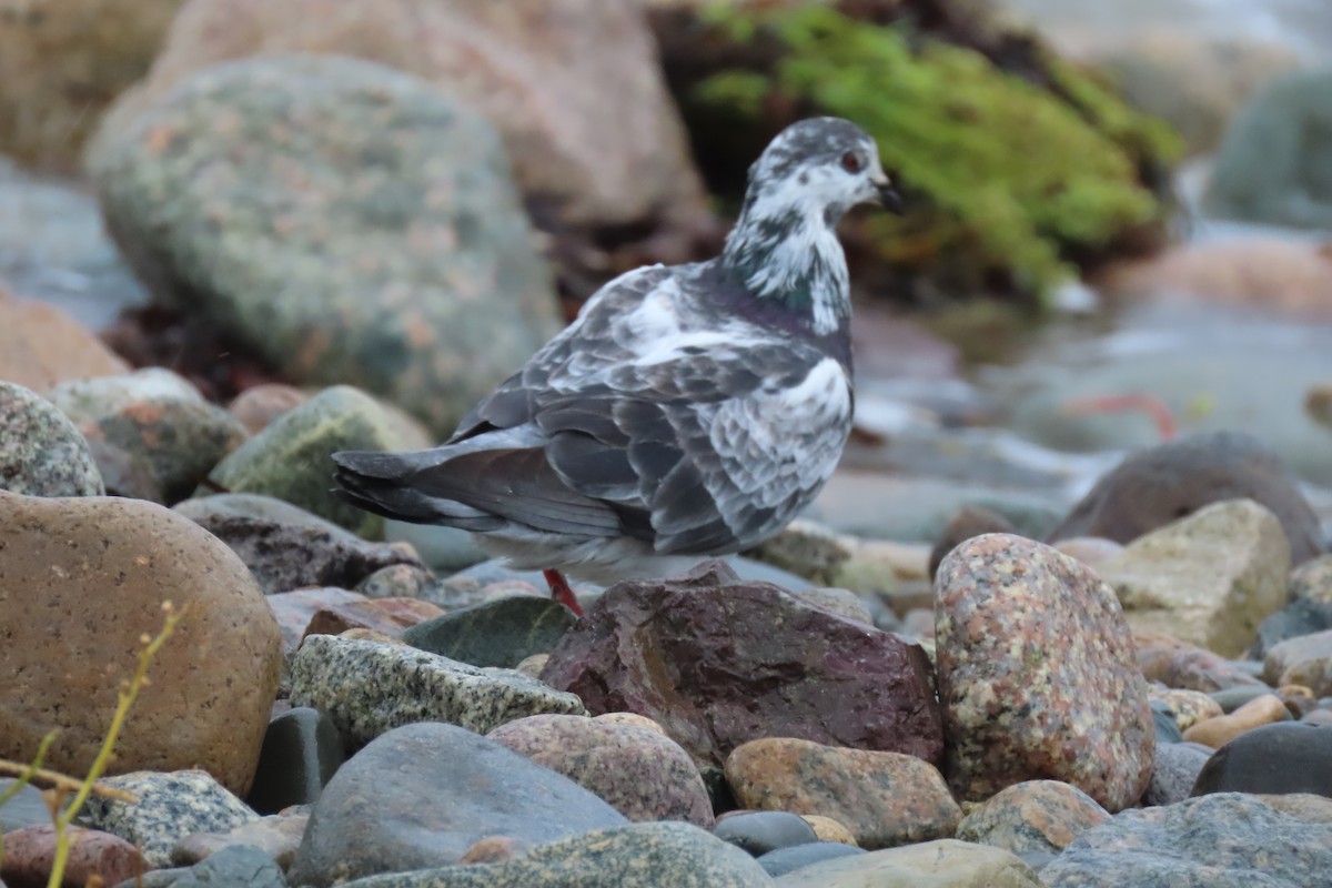 Rock Pigeon (Feral Pigeon) - Kathleen Rawdon