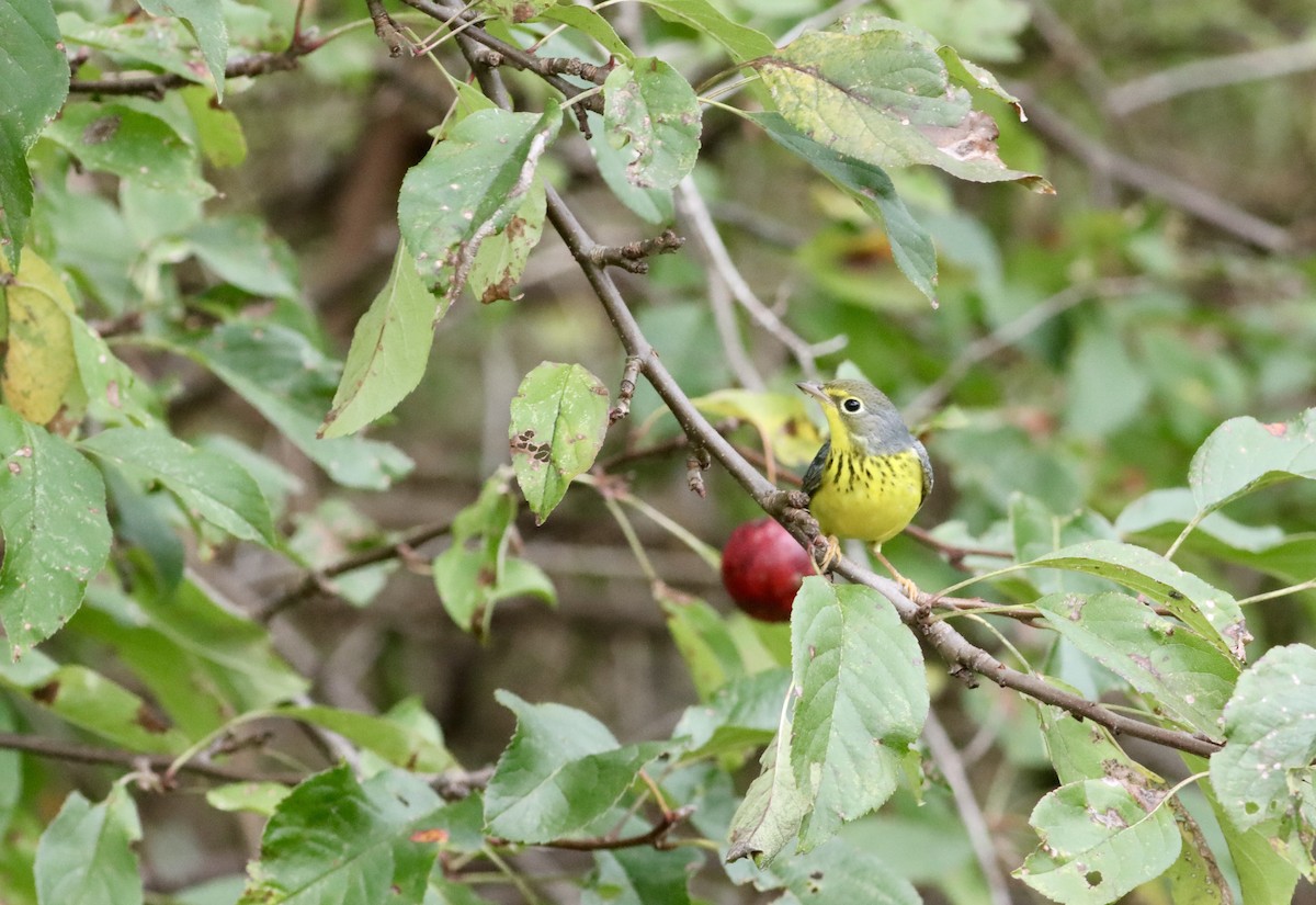 kanadaparula - ML623954596