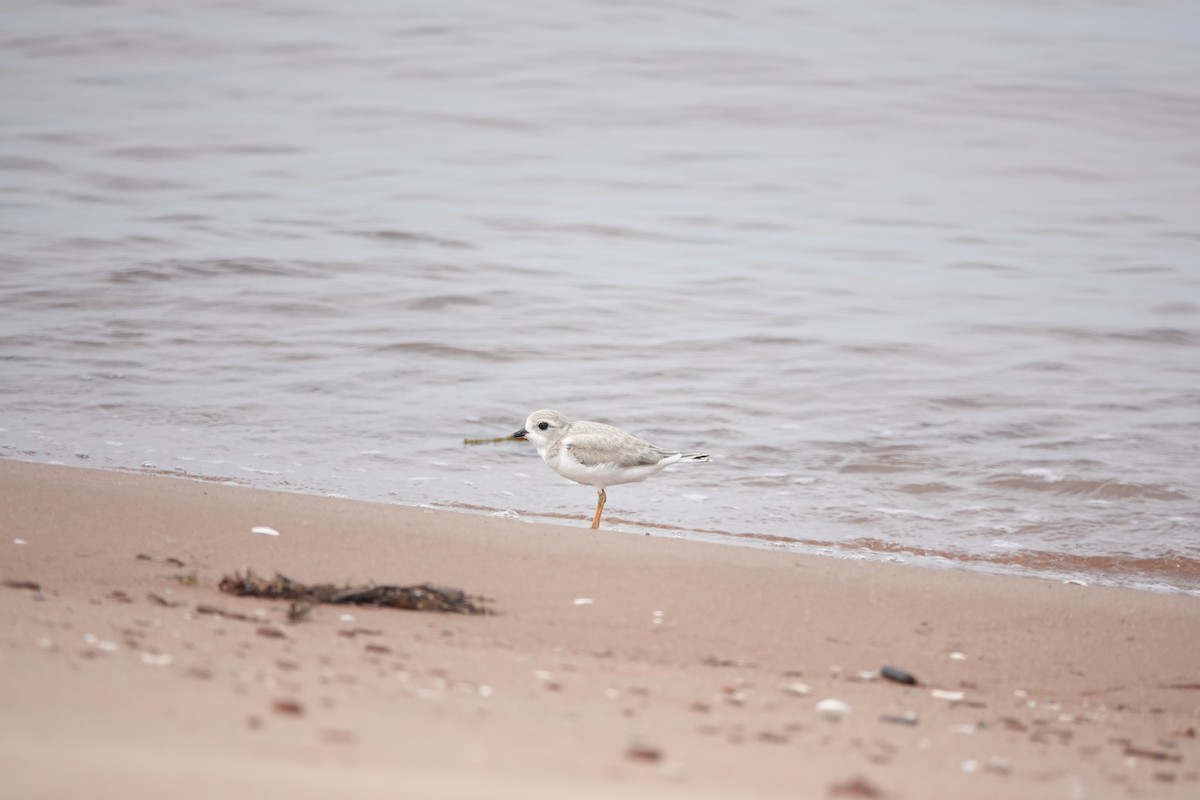 Piping Plover - ML623954601