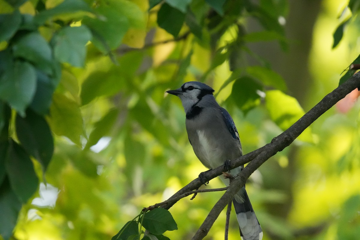 Blue Jay - ML623954609