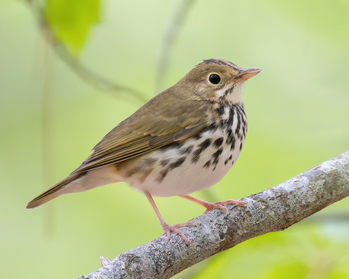 Ovenbird - ML623954632