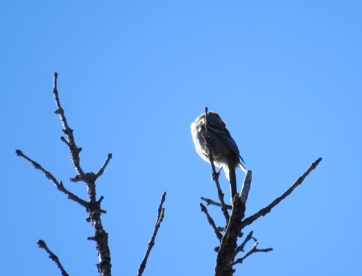 Pine Grosbeak - ML623954634