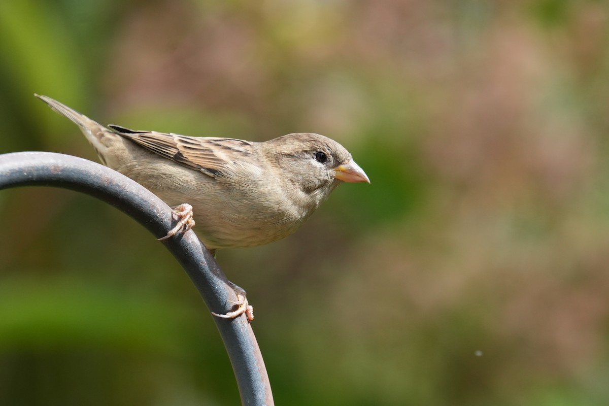 House Sparrow - ML623954653