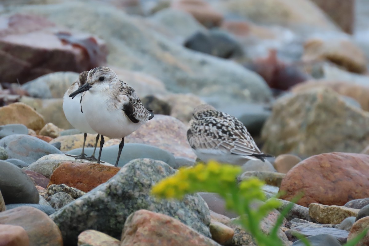 Bécasseau sanderling - ML623954657