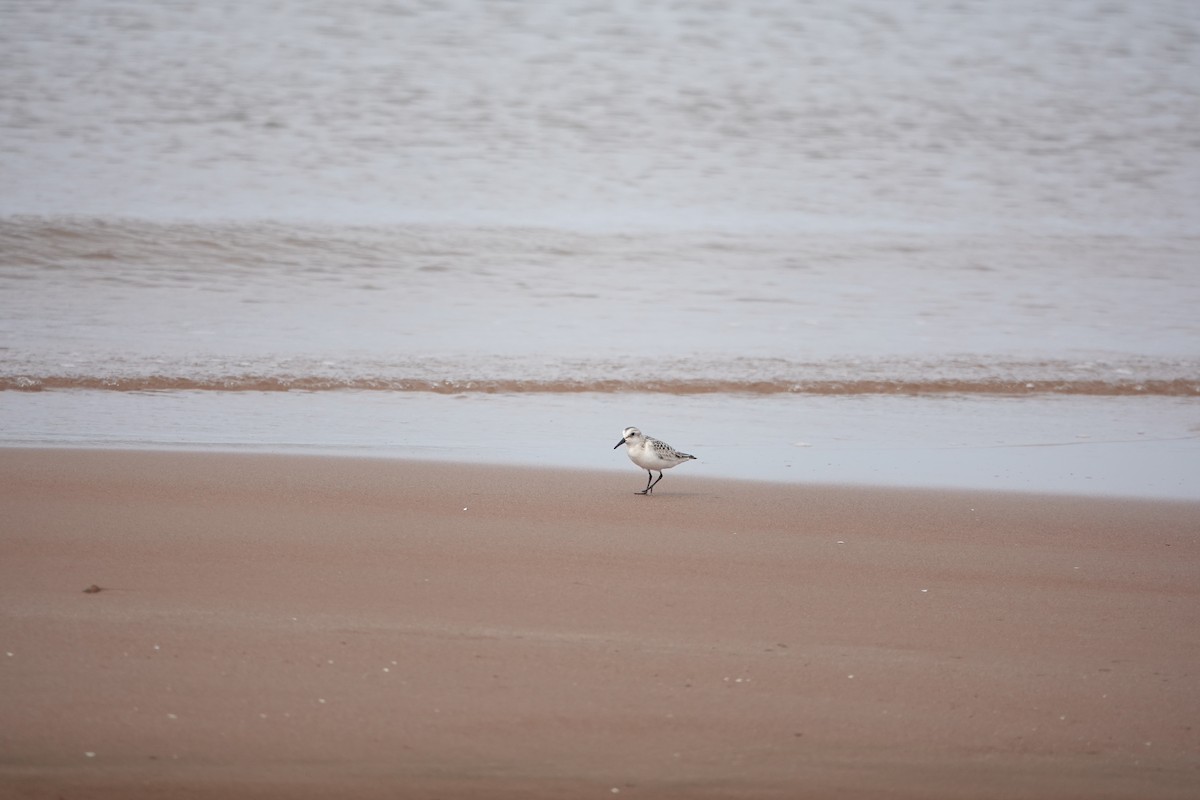 Bécasseau sanderling - ML623954662