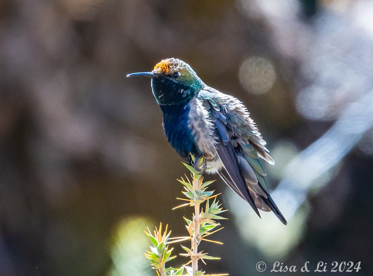 Black-breasted Hillstar - ML623954669