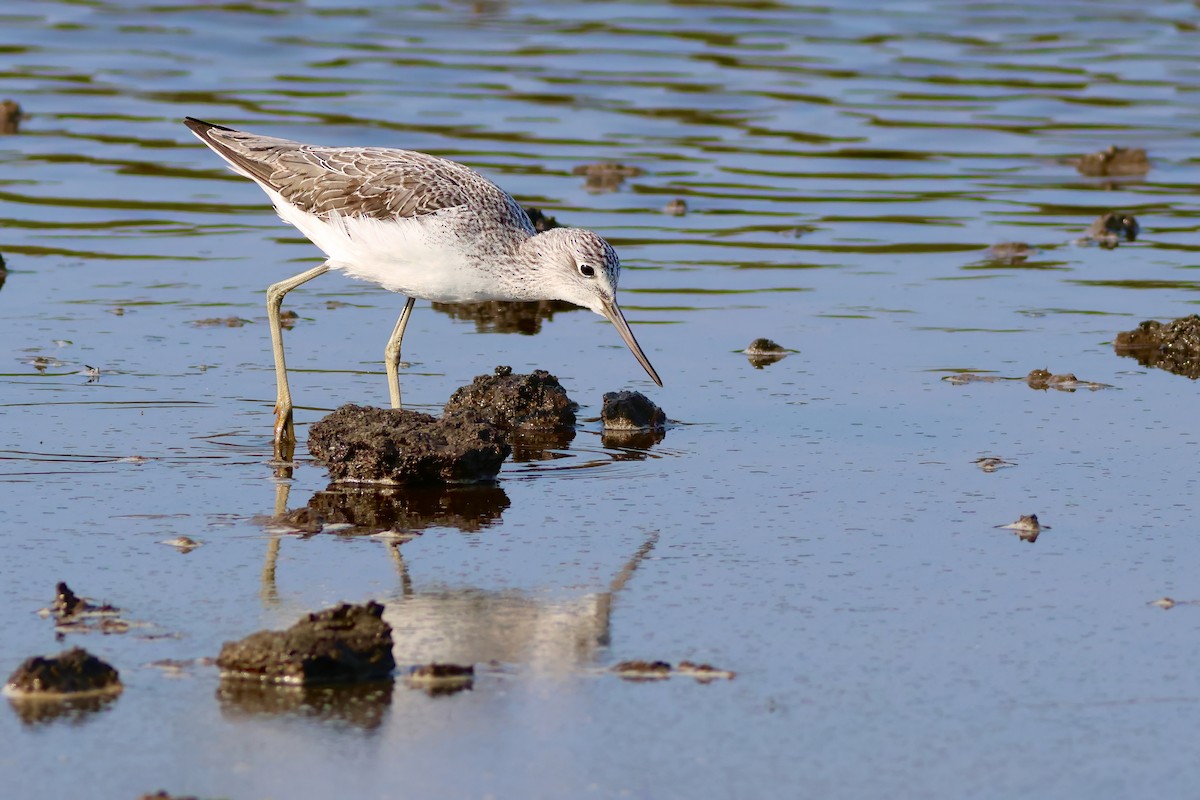 Common Greenshank - ML623954680