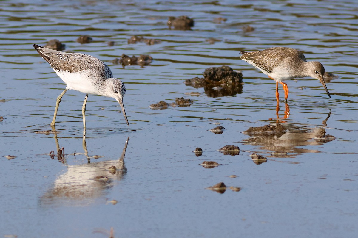 Common Greenshank - ML623954682