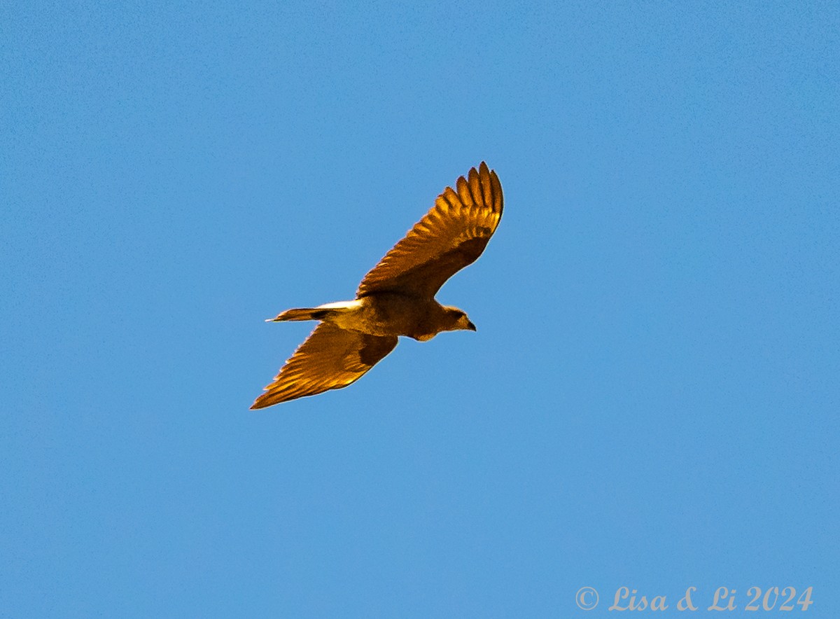 Caracara montagnard - ML623954683