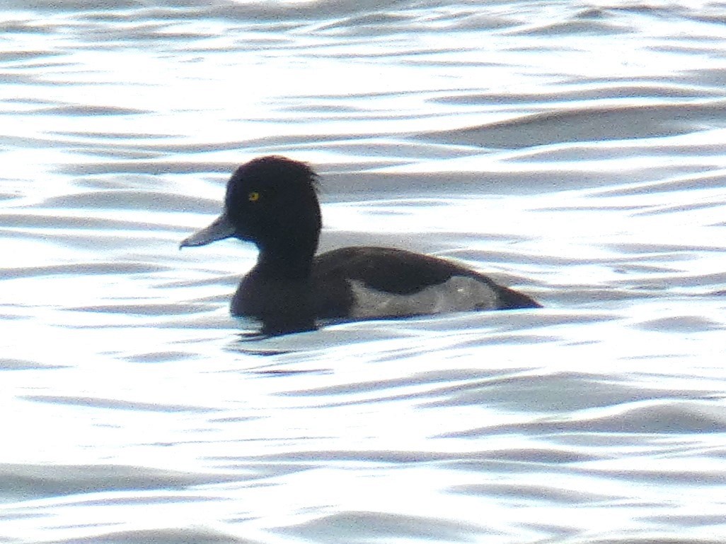 Tufted Duck - ML623954684