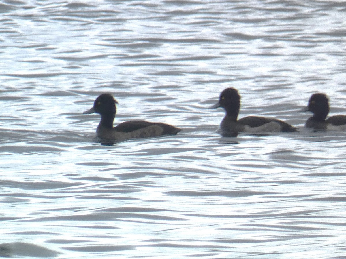 Tufted Duck - ML623954685