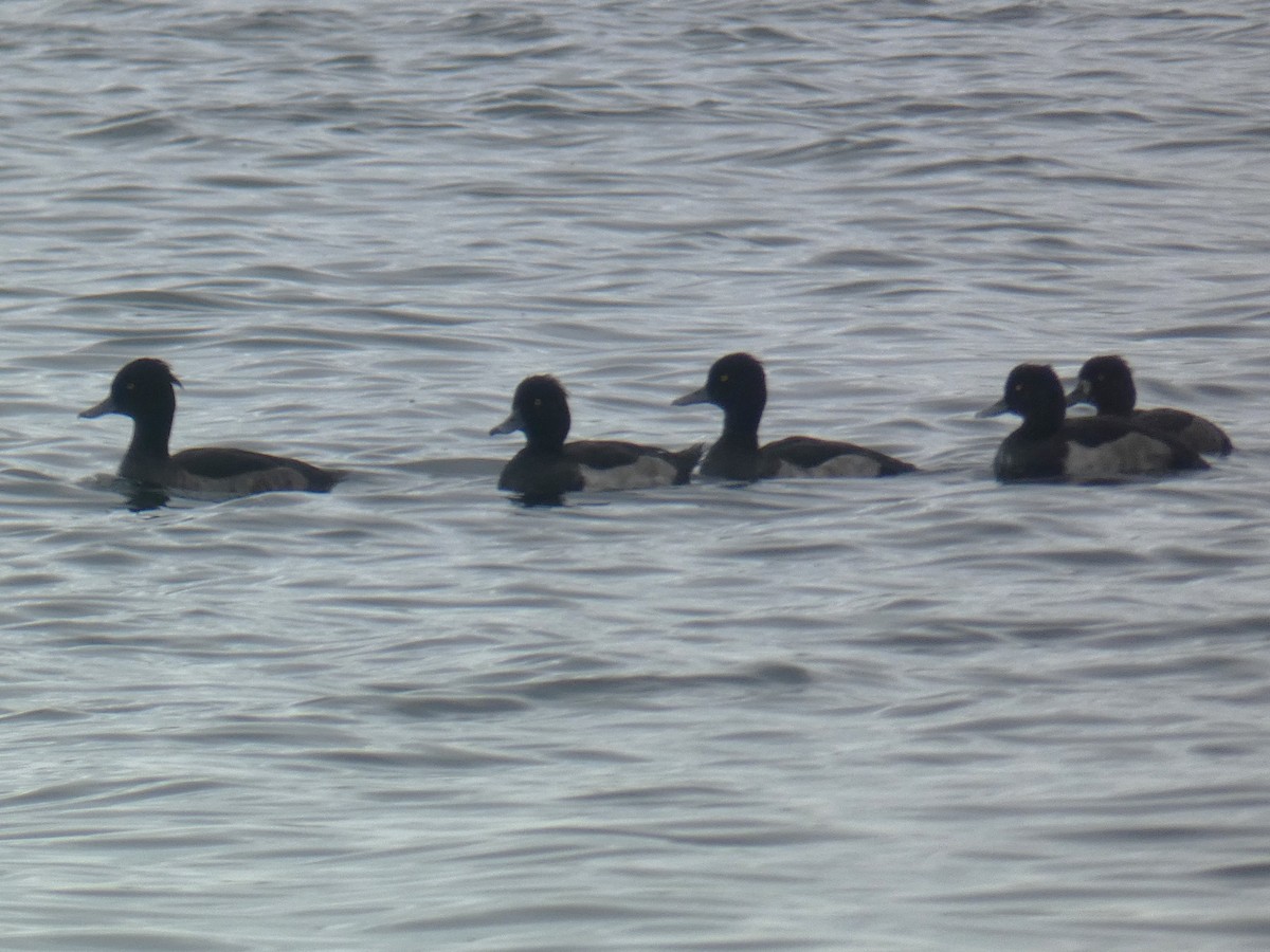 Tufted Duck - ML623954686