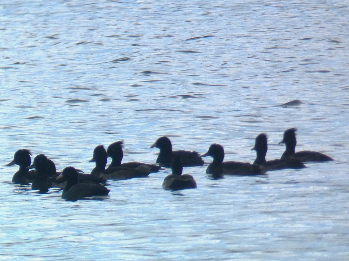 Tufted Duck - ML623954687