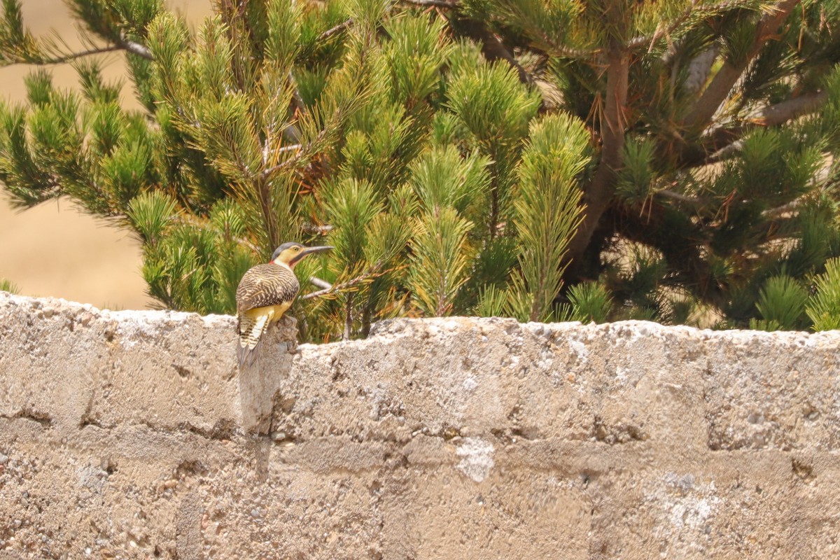 Andean Flicker - ML623954697