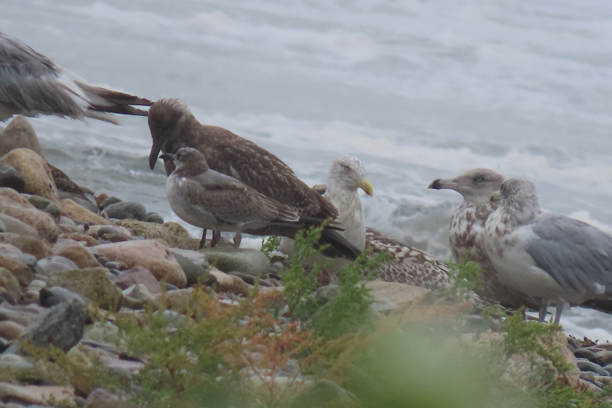 Laughing Gull - Kathleen Rawdon