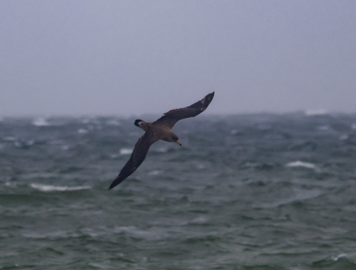 Cory's Shearwater (borealis) - ML623954713