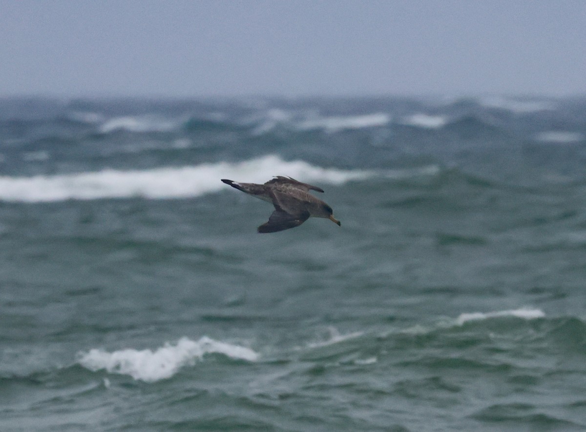 Cory's Shearwater (borealis) - ML623954714