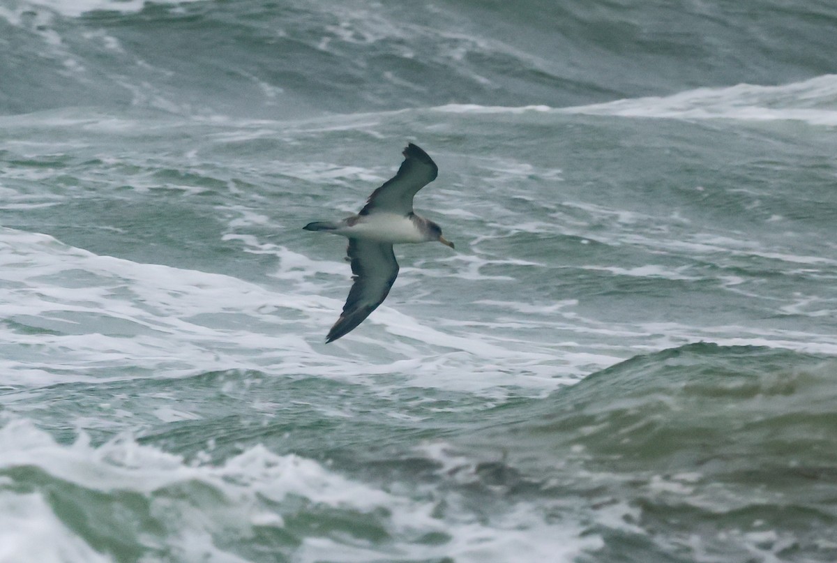 Cory's Shearwater (borealis) - ML623954715