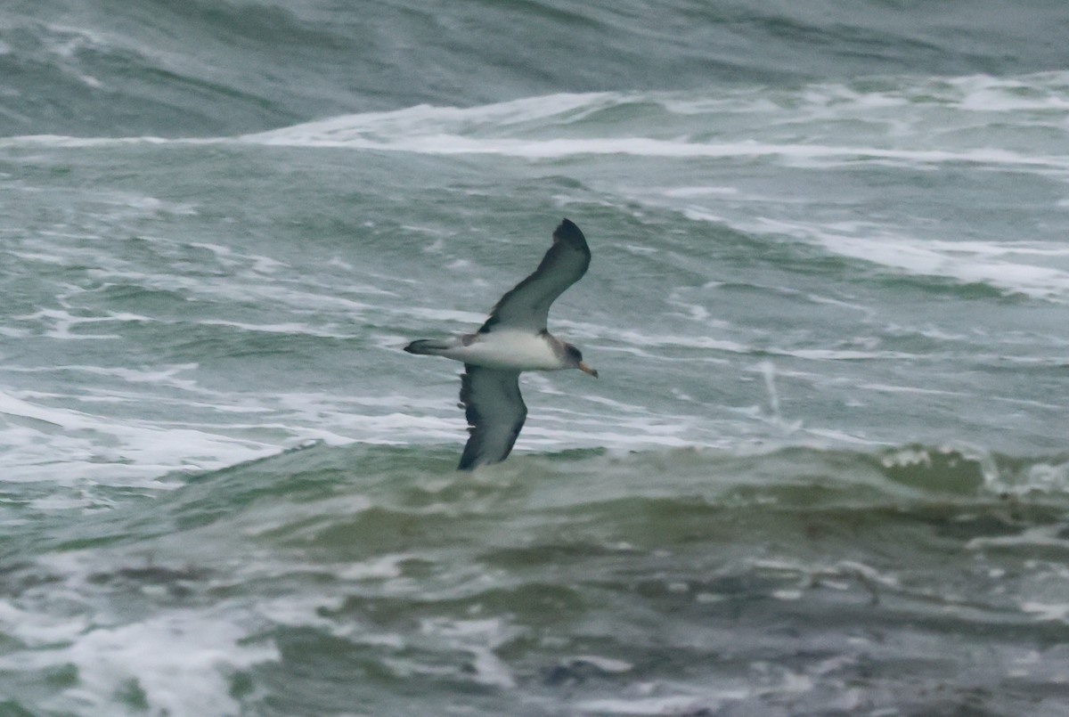 Cory's Shearwater (borealis) - ML623954716