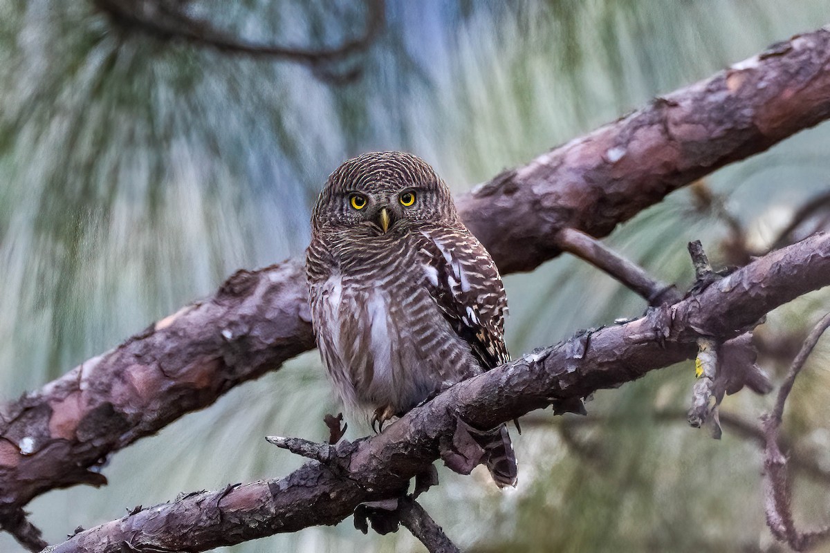 Asian Barred Owlet - ML623954730