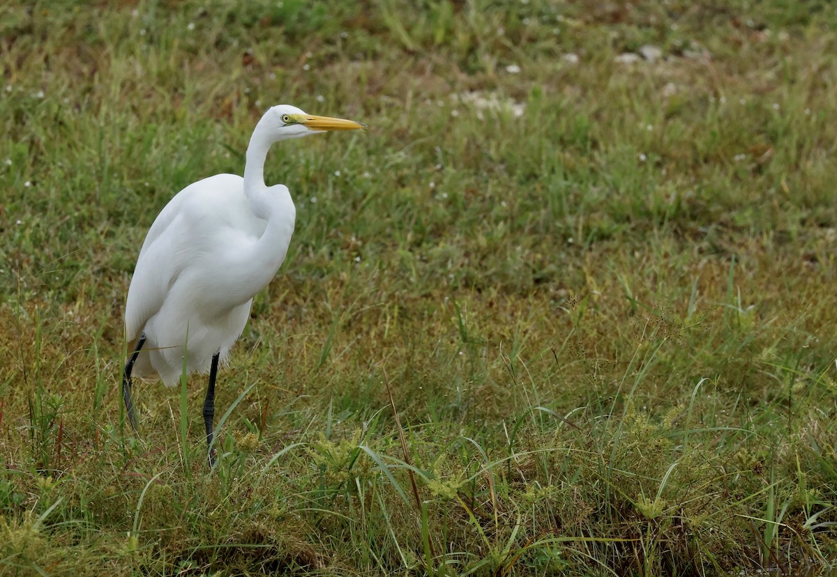 Great Egret - Grace Simms  🐦‍⬛