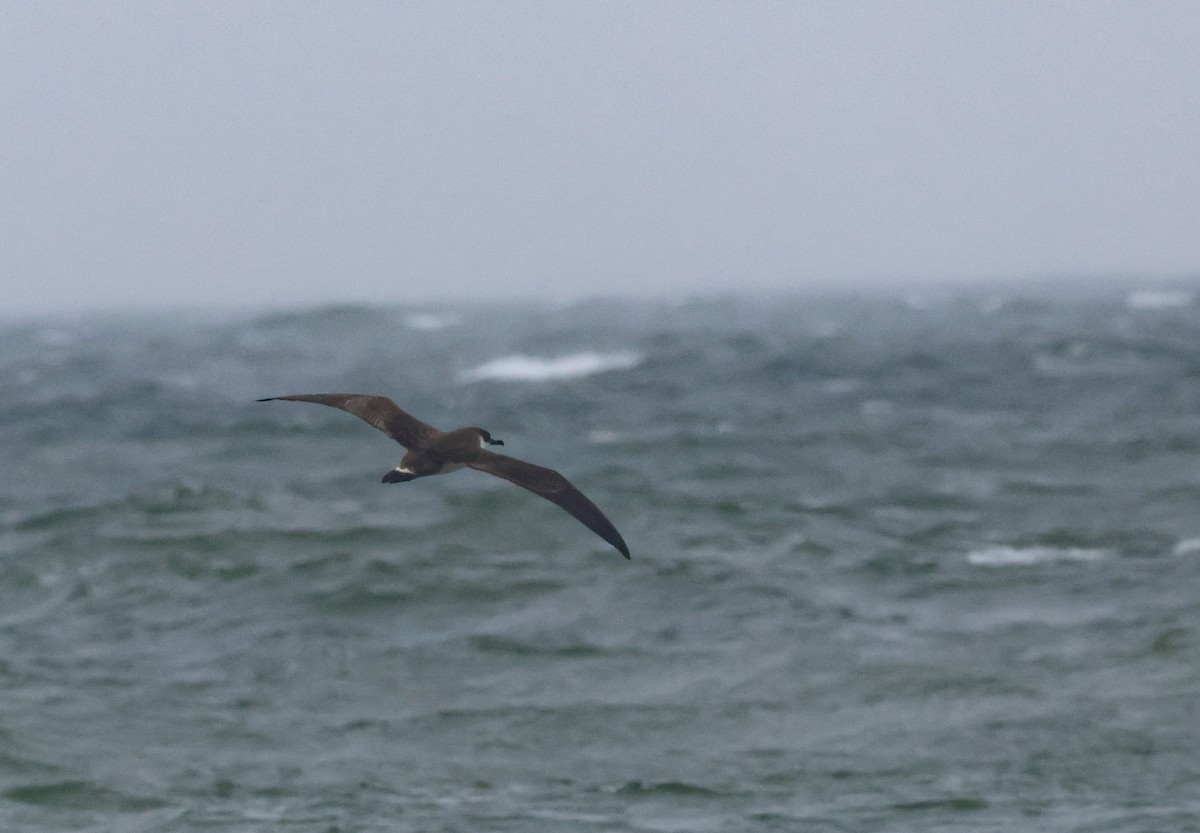 Great Shearwater - ML623954743