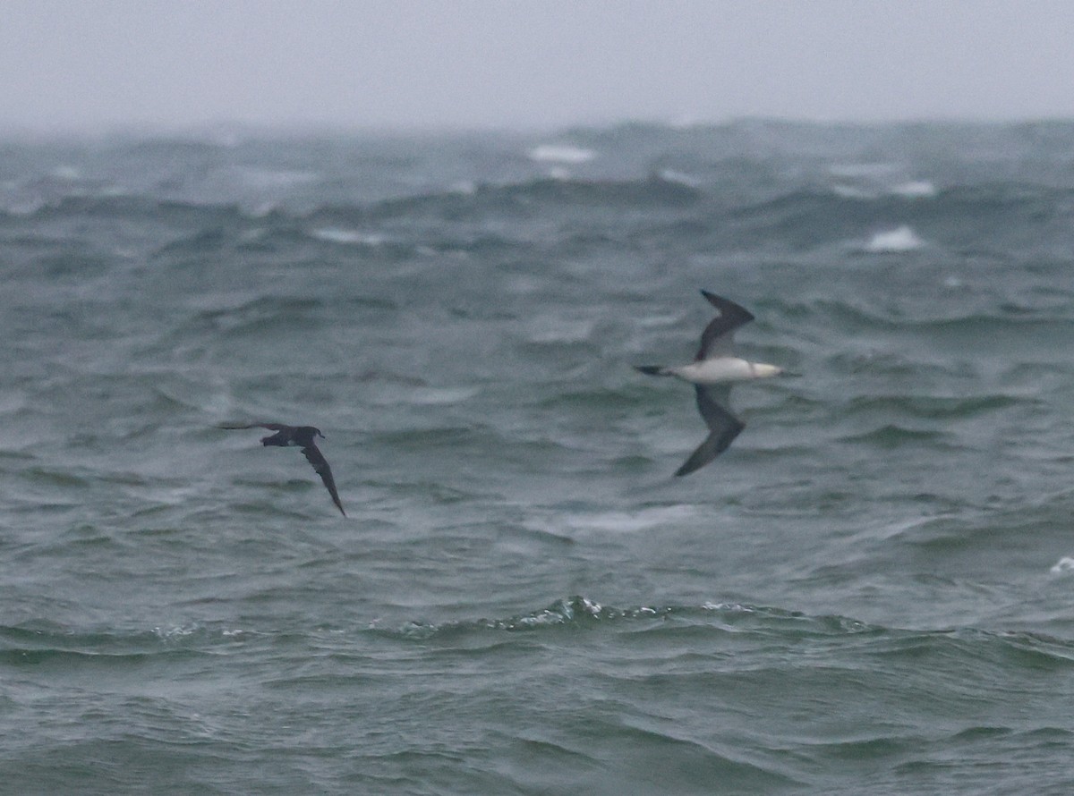 Manx Shearwater - Peter Crosson