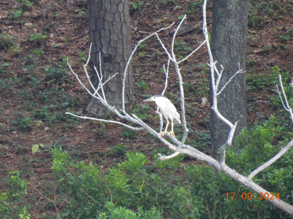 Black-crowned Night Heron - ML623954759