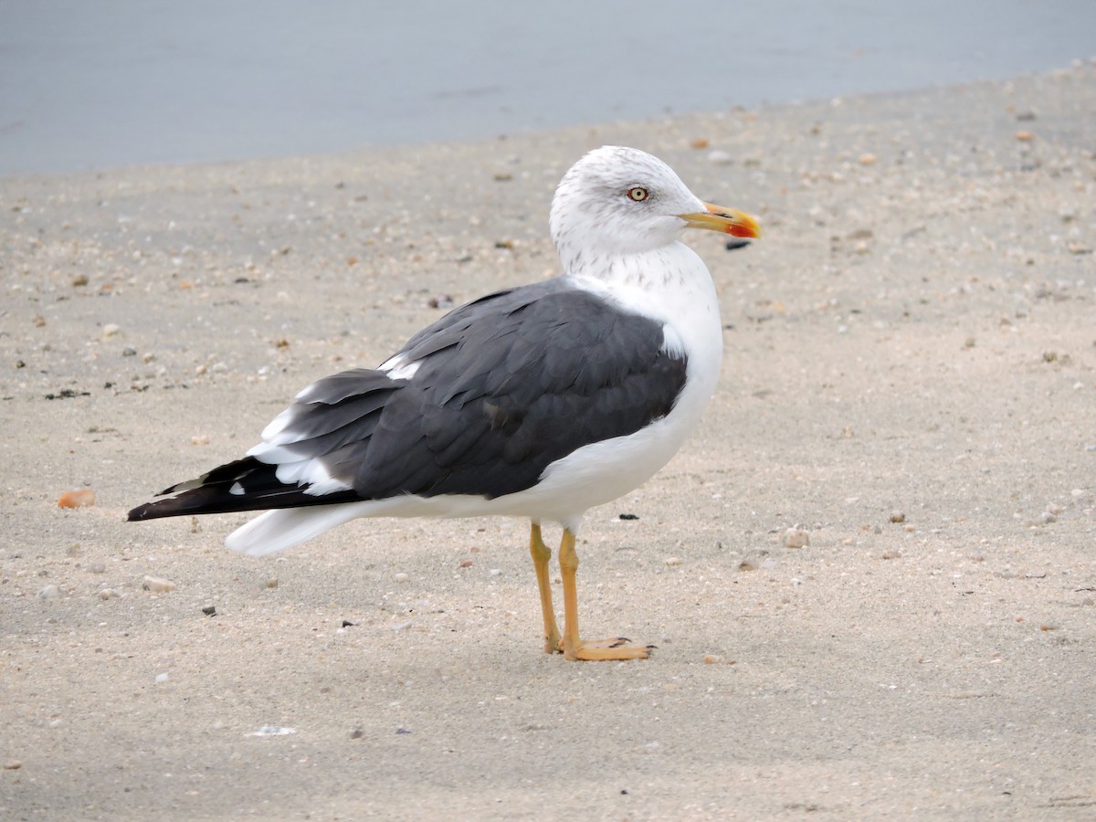 Lesser Black-backed Gull - ML623954770