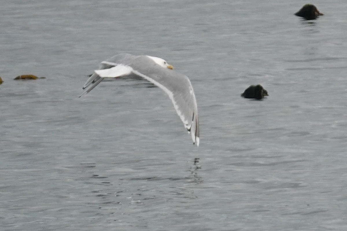 Iceland Gull (Thayer's) - ML623954780