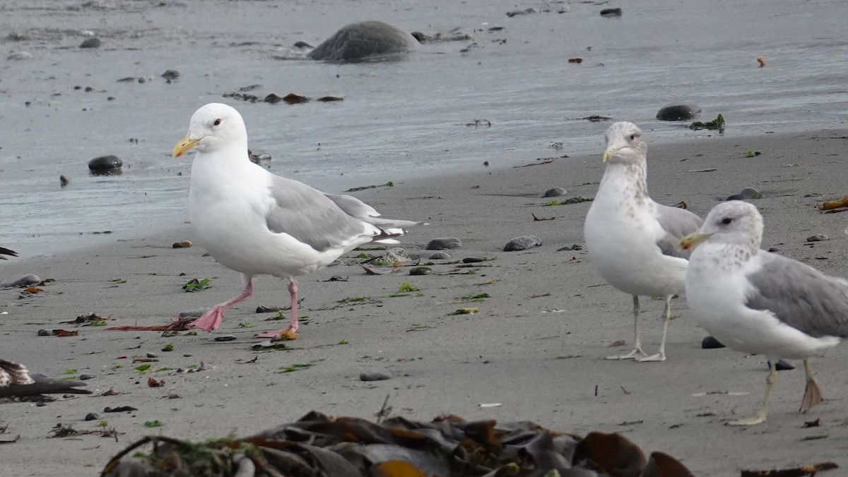 Iceland Gull (Thayer's) - ML623954781