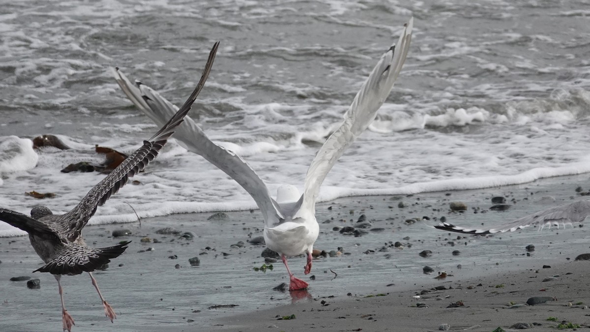 Iceland Gull (Thayer's) - ML623954782