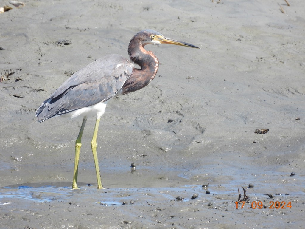 Tricolored Heron - Ric Porter