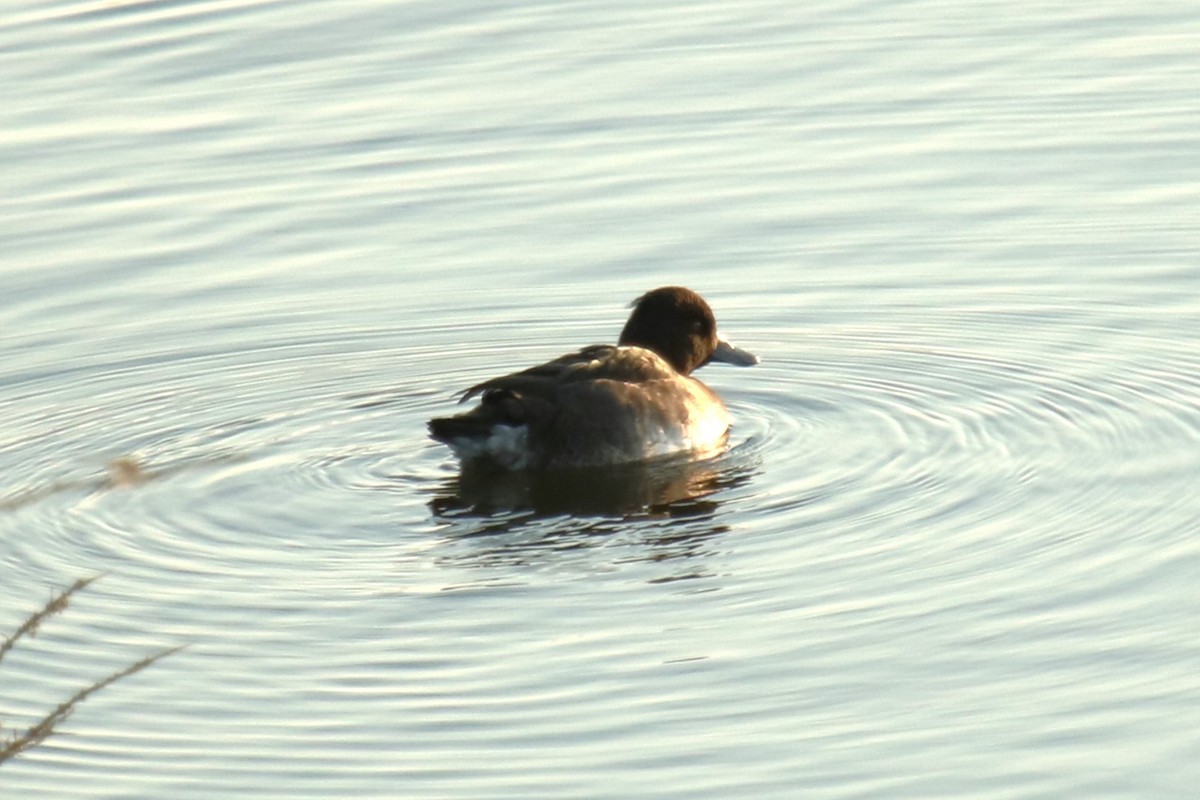 Tufted Duck - ML623954831