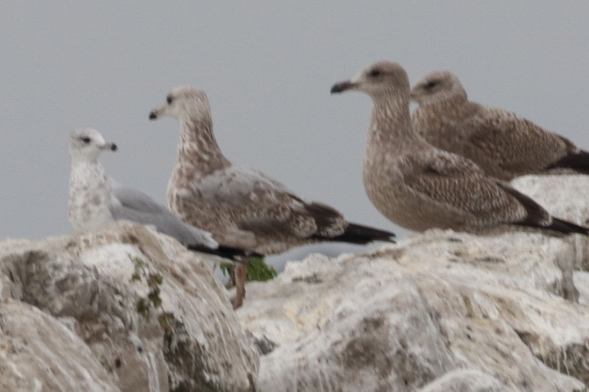 Gaviota Argéntea (americana) - ML623954832