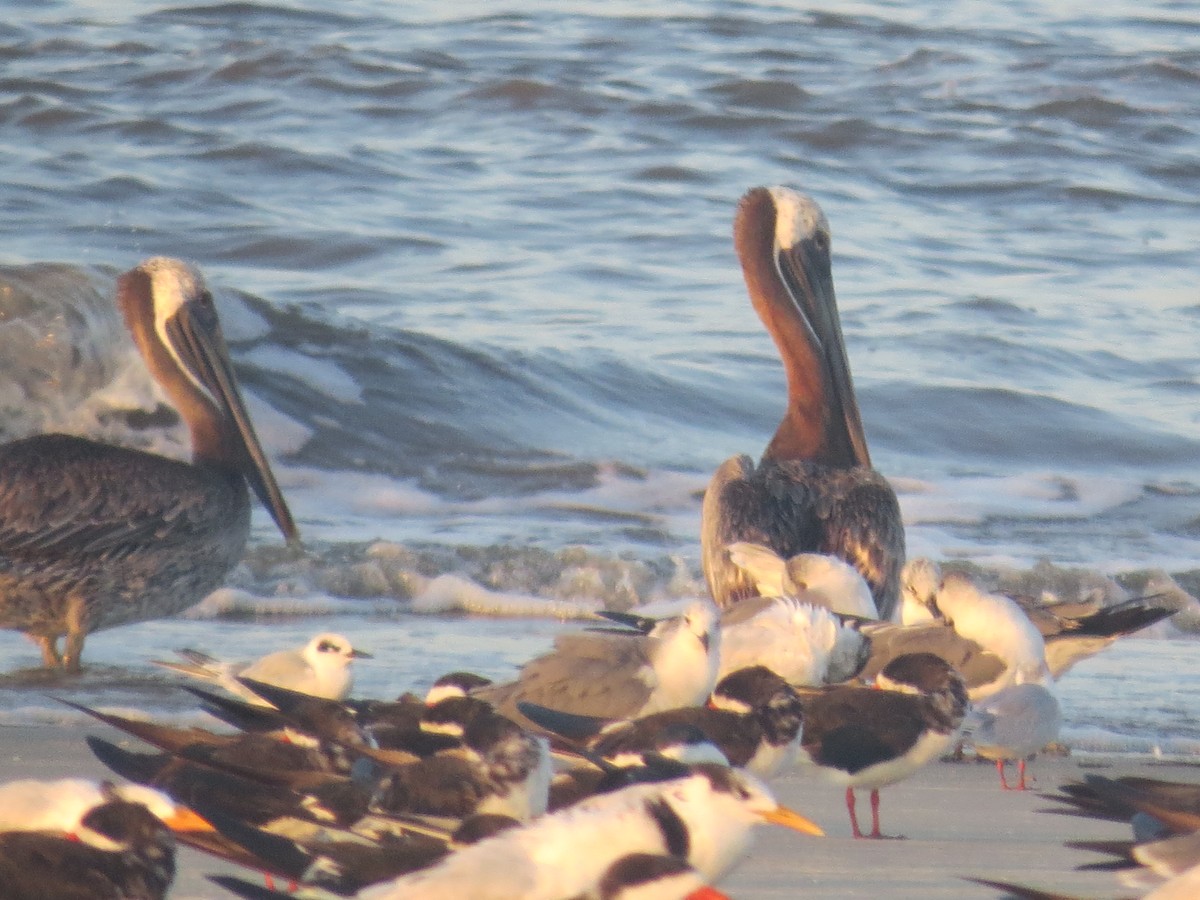 Brown Pelican - ML623954833