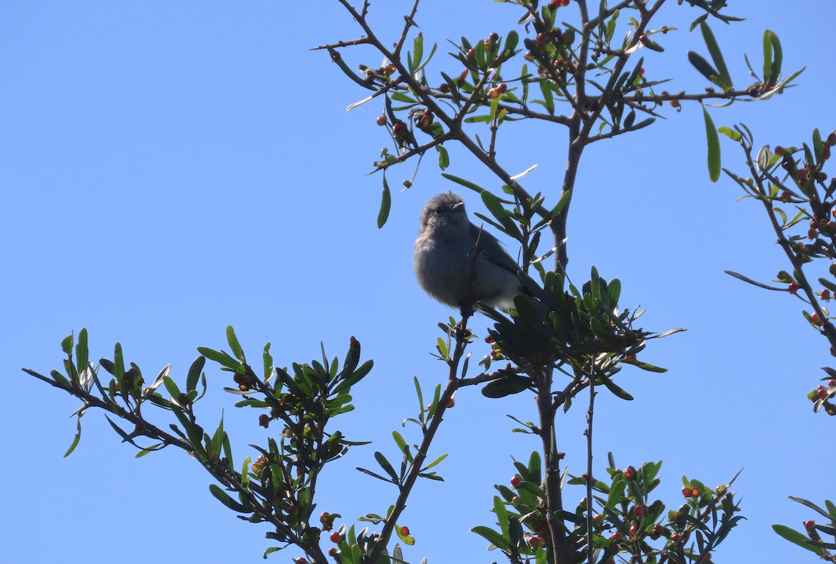 Masked Gnatcatcher - ML623954840