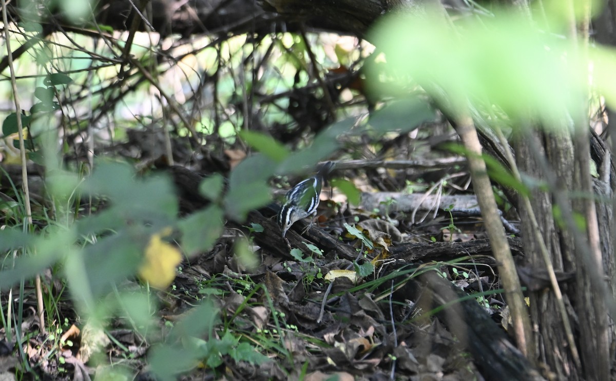 Black-and-white Warbler - Laura Lechtzin