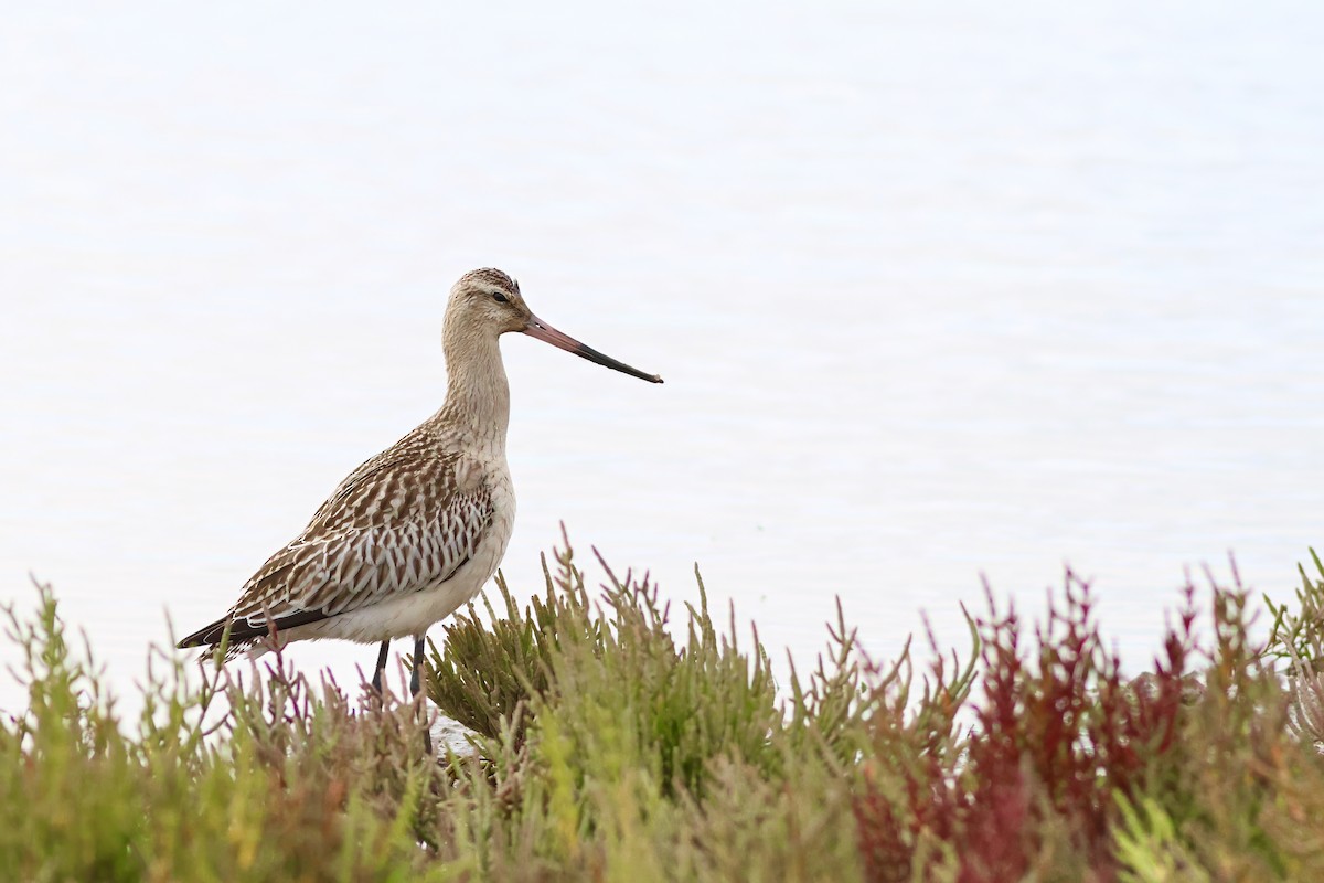 Bar-tailed Godwit - Steven Lavington