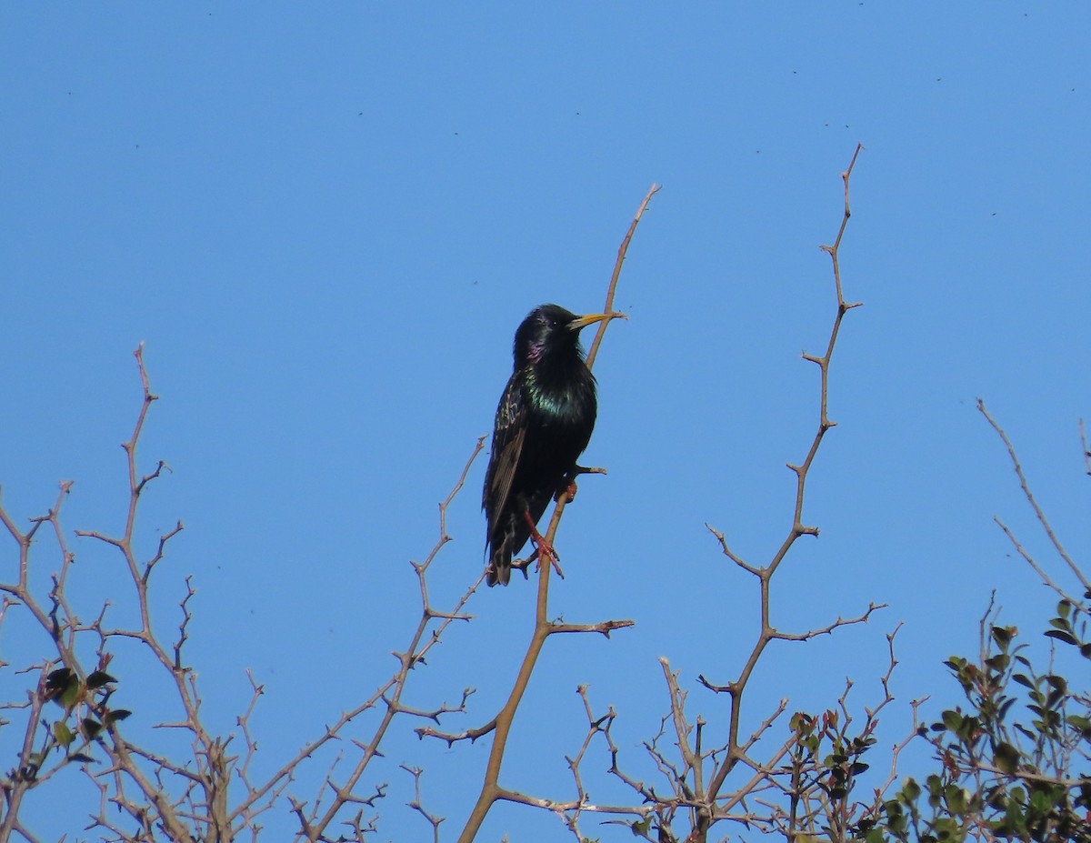 European Starling - SusanaM Lorenzo