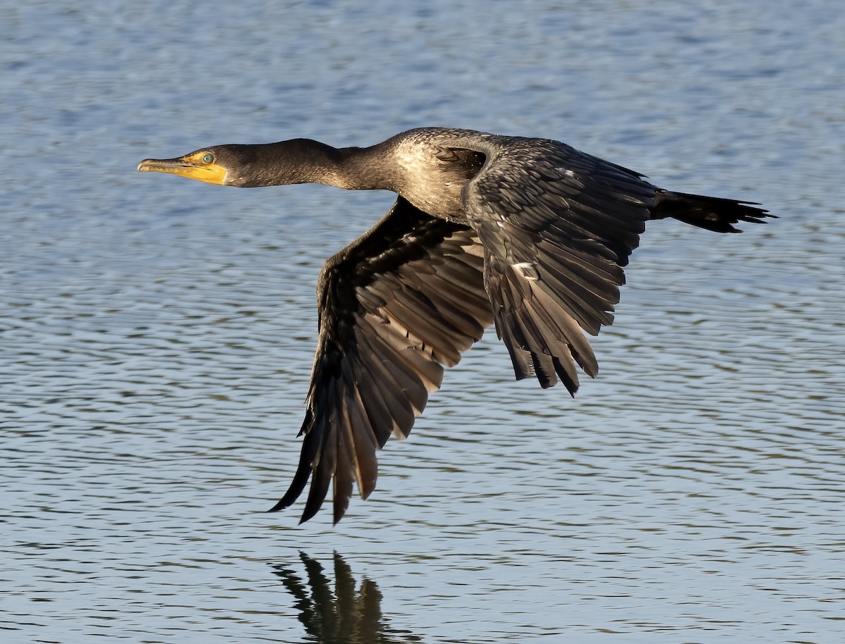 Double-crested Cormorant - ML623954851