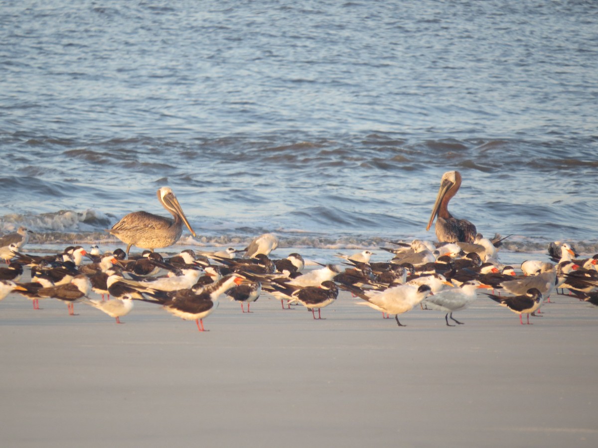 Brown Pelican - ML623954852