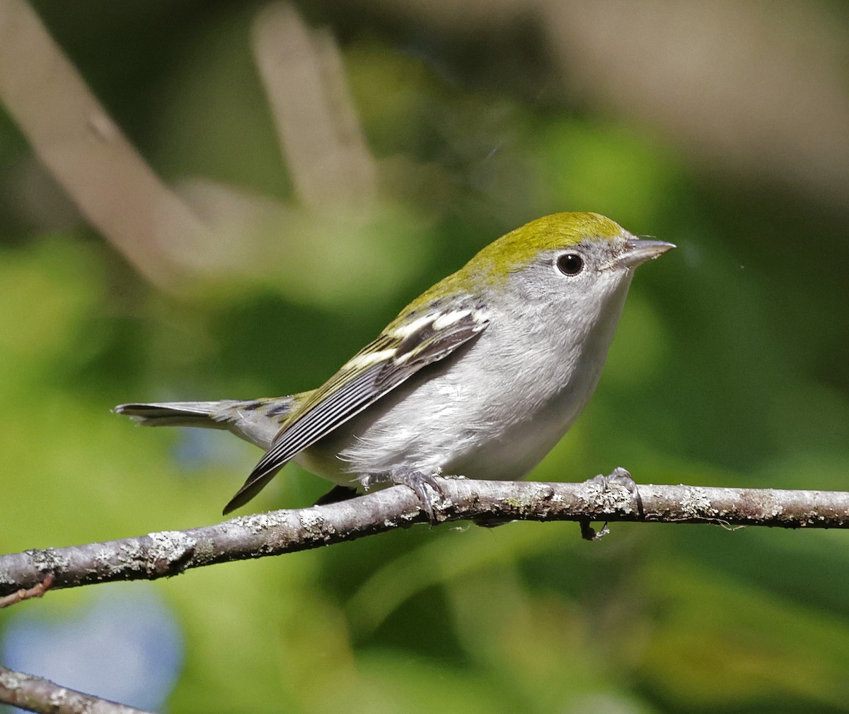 Chestnut-sided Warbler - ML623954853