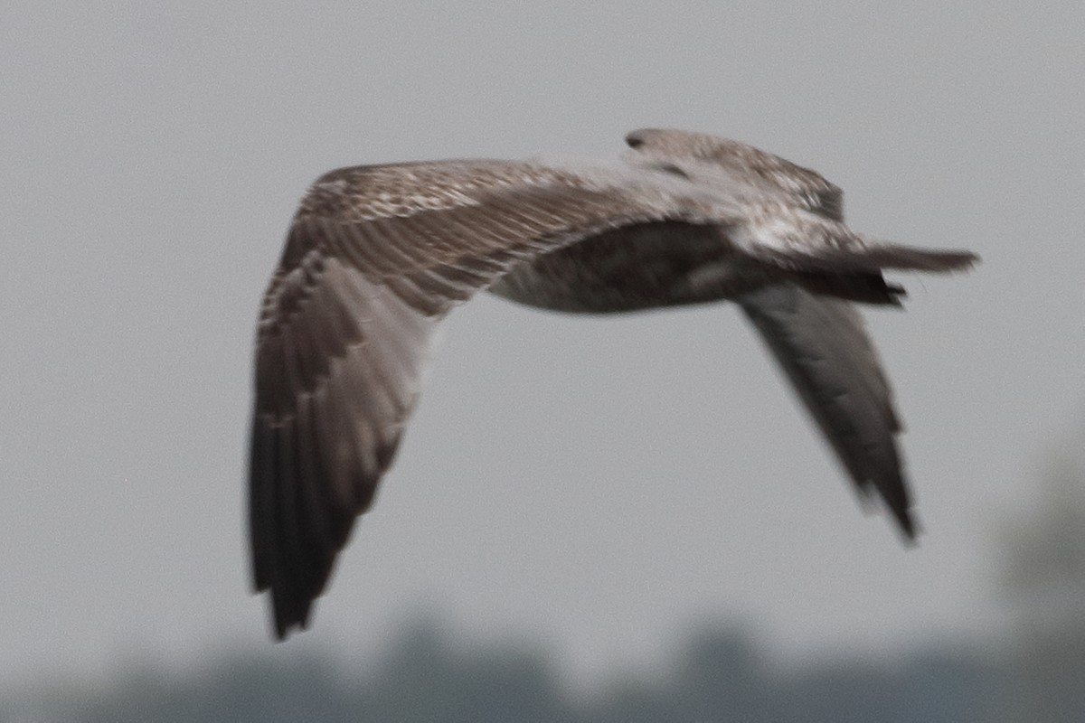 Gaviota Argéntea (americana) - ML623954858