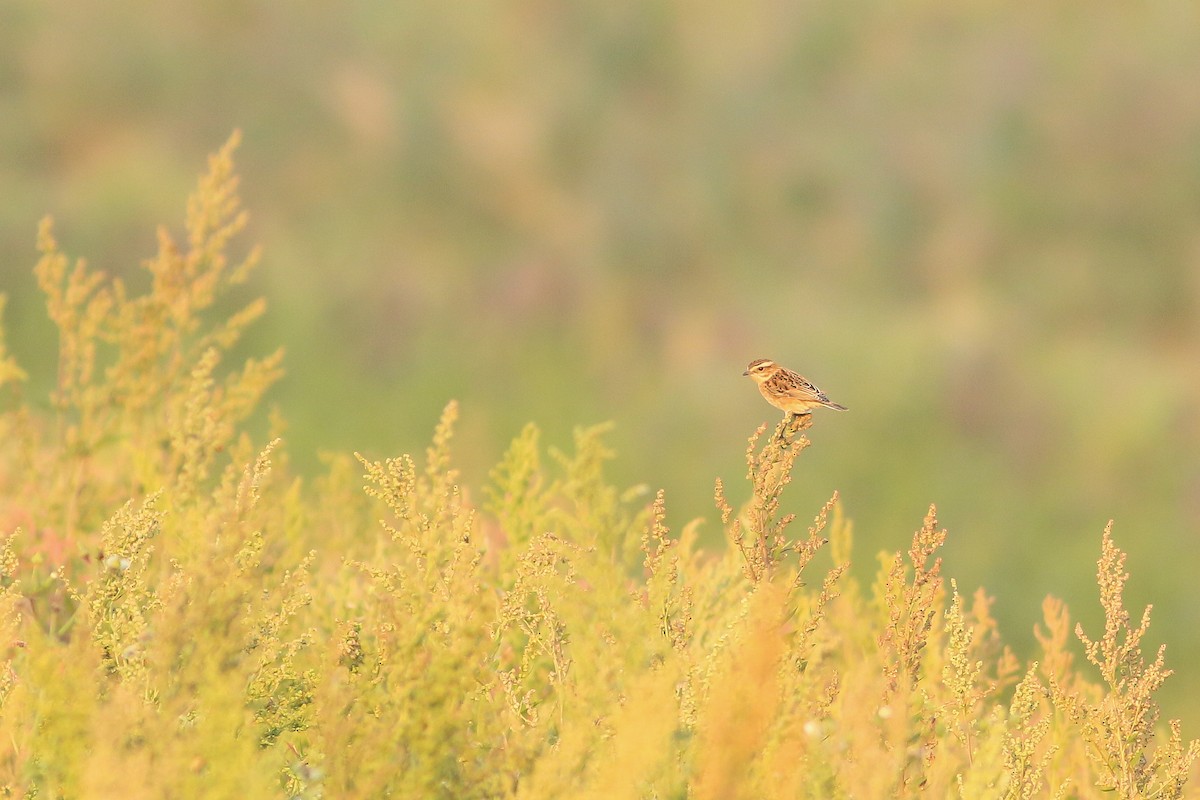 Whinchat - ML623954859