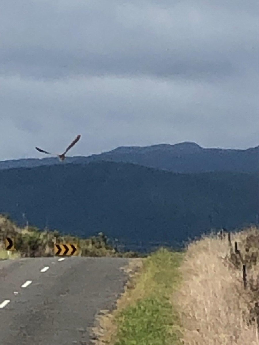 Australasian Bittern - Greater Wellington Regional Council Data