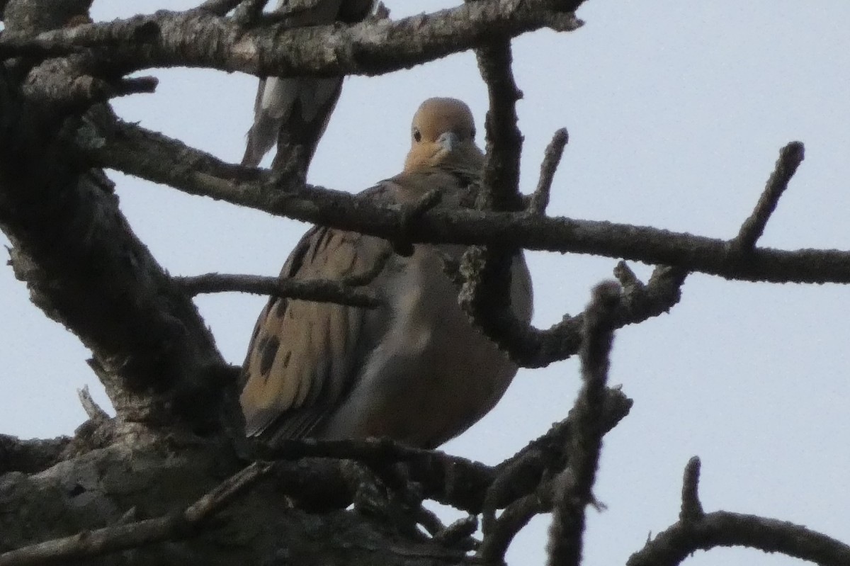 Mourning Dove - ML623954861